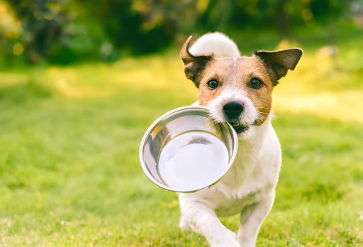 5 Quick Hacks to Make Picky Dogs Eat Better 